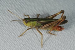 Stenobothrus lineatus