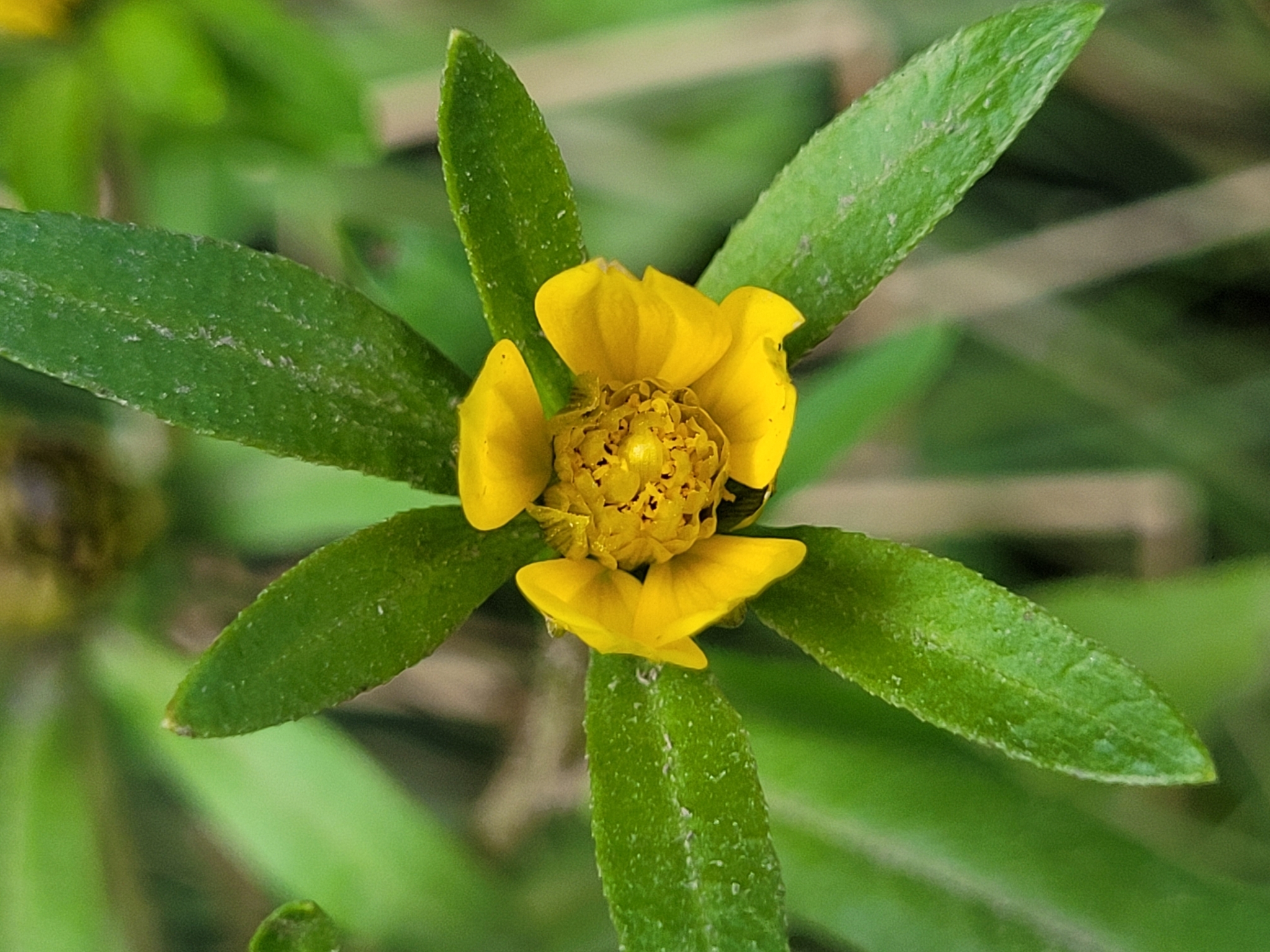 Bidens hyperborea
