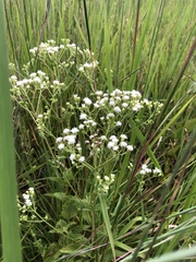 Ageratina