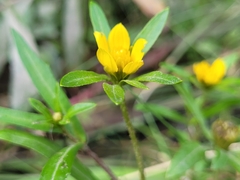 Bidens hyperborea