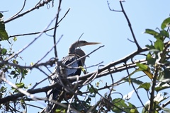 Anhinga anhinga