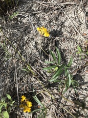 Rhynchosia leucoscias
