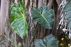 Philodendron maximum