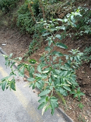 Phytolacca americana