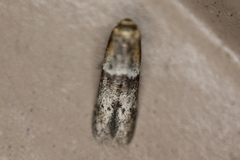 Pigritia