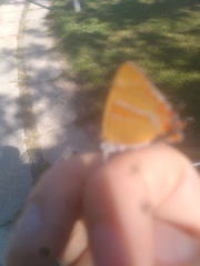 Thecla betulae