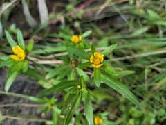 Bidens hyperborea