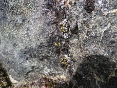 Arthrorhaphis citrinella