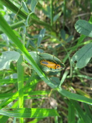 Chauliognathus pensylvanicus
