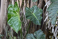 Philodendron maximum