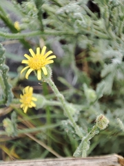 Senecio viscosus