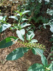 Phytolacca americana