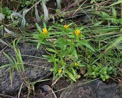 Bidens hyperborea