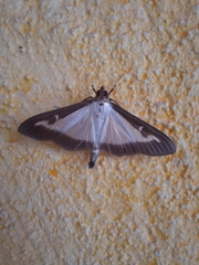 Cydalima perspectalis