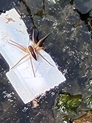 Dolomedes