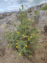 Senecio viscosus