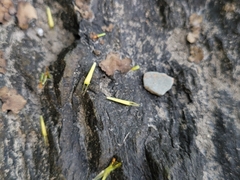 Bidens hyperborea