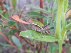 Chorthippus maritimus maritimus
