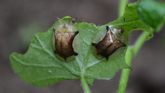 Aspidimorpha quadriremis