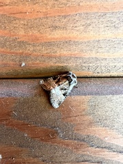 Meropleon diversicolor