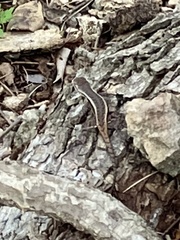 Sceloporus chrysostictus
