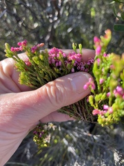 Erica corifolia