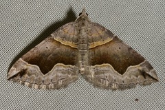 Scotopteryx moeniata