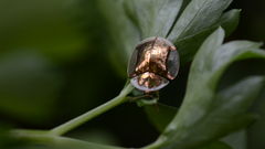 Aspidimorpha quadriremis