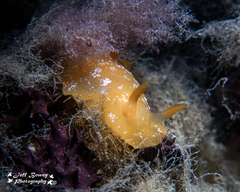 Doriopsilla carneola