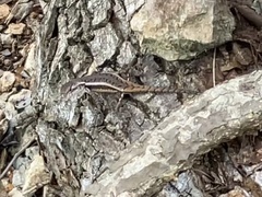 Sceloporus chrysostictus