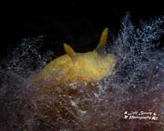 Doriopsilla carneola