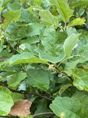 Quercus