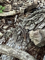 Sceloporus chrysostictus