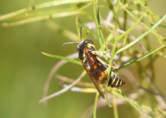 Apoidea