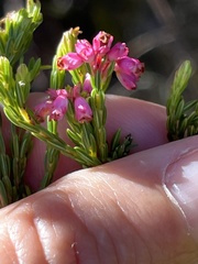 Erica corifolia
