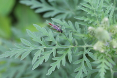 Campopleginae