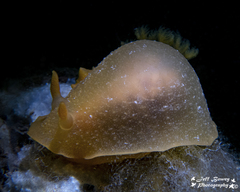 Doriopsilla carneola