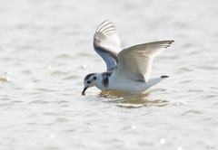 Hydrocoloeus minutus