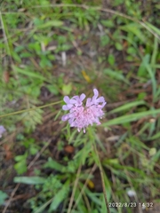Knautia arvensis