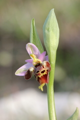 Ophrys calypsus