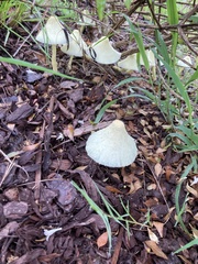 Leucocoprinus cepistipes