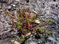 Sedum