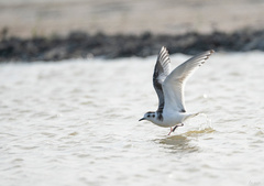 Hydrocoloeus minutus