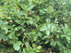 Quercus