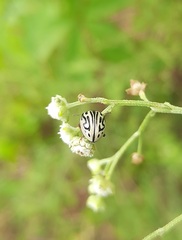 Zygogramma bicolorata