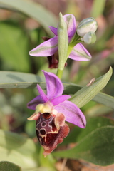 Ophrys calypsus