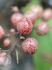 Maianthemum racemosum