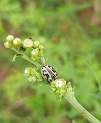 Zygogramma bicolorata