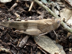 Oedipoda caerulescens