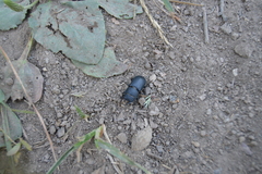 Dorcus parallelipipedus